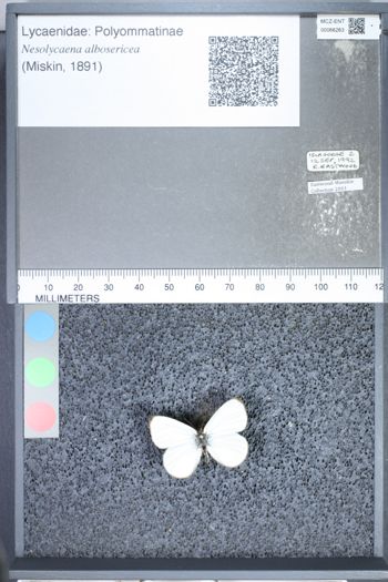Media type: image;   Entomology 66263